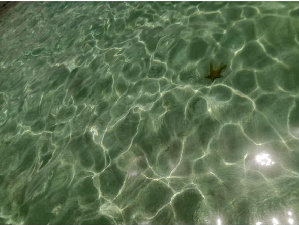 Estrellas de mar